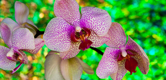Pink Striated Orchid with Mylar