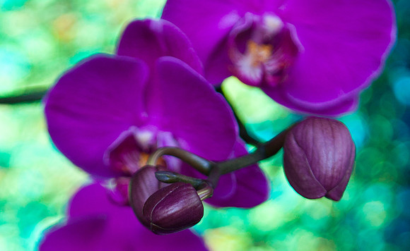 Phalaenopsis Orchid Close-Up with Mylar