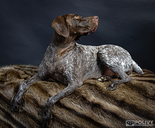 Storm Dog-2123