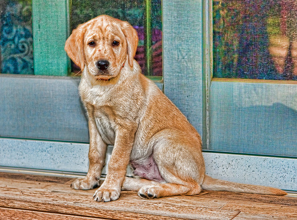 Puppy, Dog, Animal, Retouching, Photography, Digital, HDR