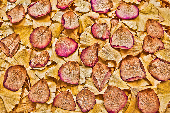 Ginko & Petal Texture